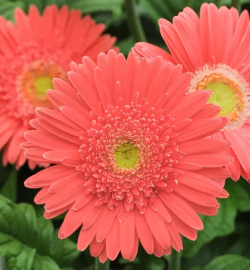 Gerbera jamesonii Mega Revolution Salmon Rose, Gerbera Daisy Mega Revolution™ Salmon Rose, Gerber Daisy Mega Revolution™ Salmon Rose, Mega Revolution Series