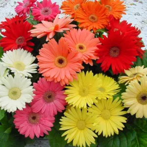 Gerbera jamesonii Mega Revolution Series, Gerbera Daisy Mega Revolution™ Series, Gerber Daisy Mega Revolution™ Series, Mega Revolution Series