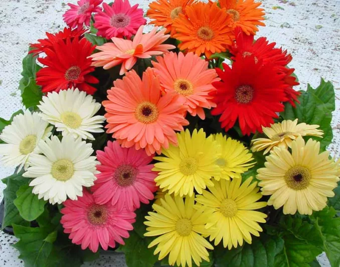 Gerbera jamesonii Mega Revolution Series, Gerbera Daisy Mega Revolution™ Series, Gerber Daisy Mega Revolution™ Series, Mega Revolution Series