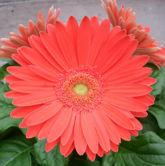 Gerbera jamesonii Mega Revolution Watermelon, Gerbera Daisy Mega Revolution™ Watermelon, Gerber Daisy Mega Revolution™ Watermelon, Mega Revolution Series