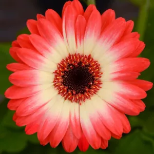 Gerbera jamesonii Revolution™ Bicolor Red Lemon, Gerbera Daisy Revolution™ Bicolor Red Lemon, Gerber Daisy Revolution™ Bicolor Red Lemon, Revolution Series