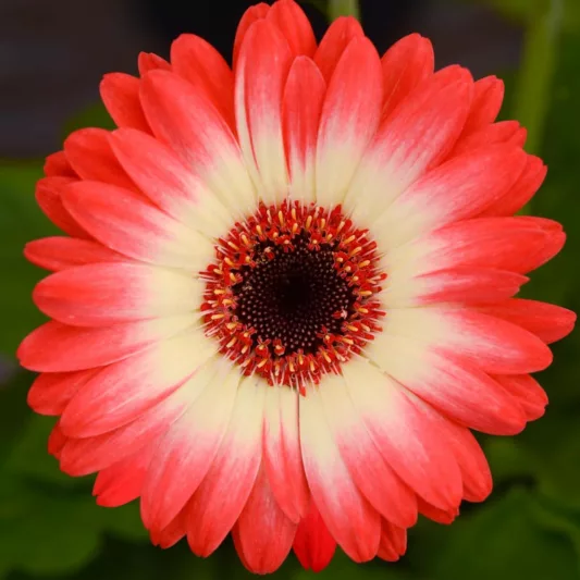 Gerbera jamesonii Revolution™ Bicolor Red Lemon, Gerbera Daisy Revolution™ Bicolor Red Lemon, Gerber Daisy Revolution™ Bicolor Red Lemon, Revolution Series