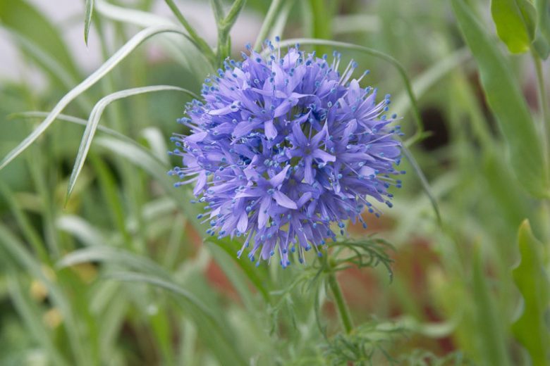 Gilia capitata ,Blue Gilia, Blue-head Gily-flower, Bluehead Gilia, Globe Gilia, Blue Thimble Flower, Blue Field Gilia, Drought tolerant flowers