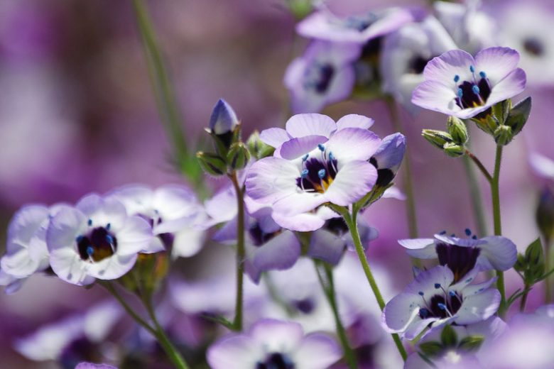 Gilia tricolor, Bird's-Eye Gilia, Bird's-Eyes, Tricolor Gilia, Drought tolerant flowers