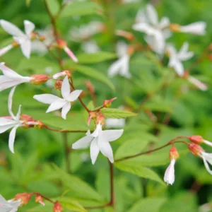 Gillenia Trifoliata, Bowman's Root, Indian physic, Porteranthus Trifoliata