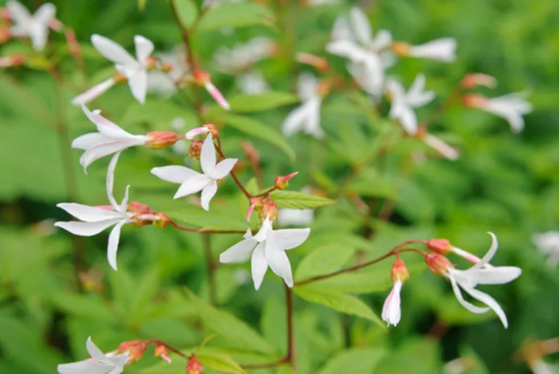 Gillenia Trifoliata, Bowman's Root, Indian physic, Porteranthus Trifoliata