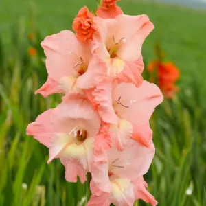 Sword Lily 'Ben Venuto', Gladiolus 'Ben Venuto', Gladiola Ben Venuto', Gladiolus x Hortulanus 'Ben Venuto', Pink Sword Lilies, Gladioli 'Ben Venuto', Coral Sword Lily, Orange Sword Lily