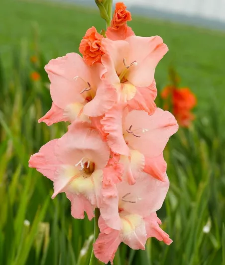 Sword Lily 'Ben Venuto', Gladiolus 'Ben Venuto', Gladiola Ben Venuto', Gladiolus x Hortulanus 'Ben Venuto', Pink Sword Lilies, Gladioli 'Ben Venuto', Coral Sword Lily, Orange Sword Lily