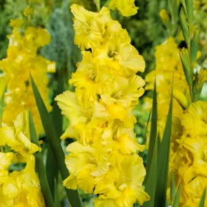 Sword Lily 'Charisma', Gladiolus 'Charisma', Gladiola Charisma, Gladiolus x Hortulanus 'Charisma', Yellow Sword Lilies, Gladioli 'Charisma'