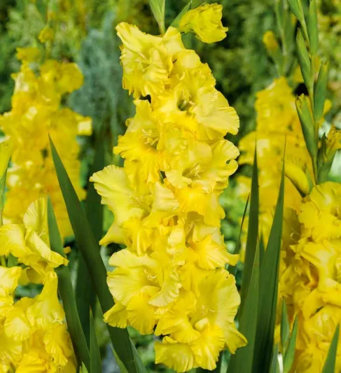 Sword Lily 'Charisma', Gladiolus 'Charisma', Gladiola Charisma, Gladiolus x Hortulanus 'Charisma', Yellow Sword Lilies, Gladioli 'Charisma'