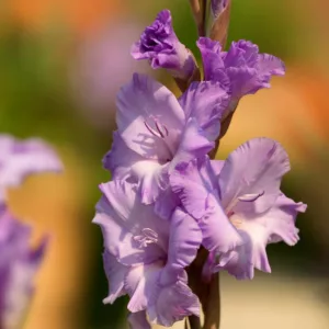 Sword Lily 'Milka', Gladiola 'Milka', Gladioli Milka, glaieul Milka, lavender Glad, purple Sword Lily