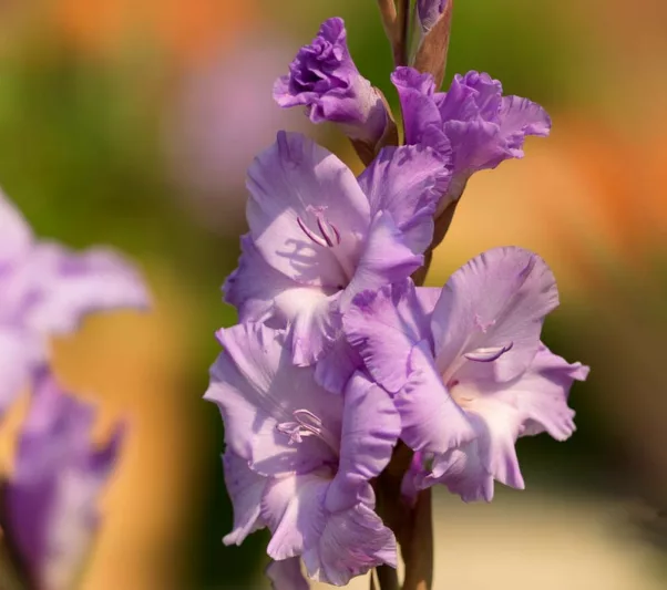 Sword Lily 'Milka', Gladiola 'Milka', Gladioli Milka, glaieul Milka, lavender Glad, purple Sword Lily