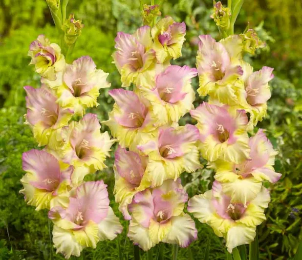 Sword Lily 'Mon Amour', Gladiola 'Mon Amour', Gladioli Mon Amour, glaieul Mon Amour, Pink Glad, Pink Sword Lily, Tricolor Glad, Tricolor Sword-Lily