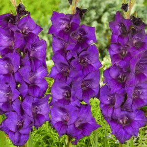 Sword Lily 'Purple Flora', Gladiolus 'Purple Flora', Gladiola Purple Flora, Gladiolus x Hortulanus 'Purple Flora', Purple Sword Lilies, Gladioli 'Purple Flora', Purple Sword Lily