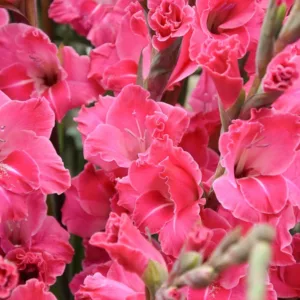 Sword Lily Aftershock, Gladiola Aftershock, Gladioli Aftershock, glaieul Aftershock, Red Glad, Red Sword Lily, Bicolor Glad, Bicolor Sword Lily, Pink Glad, Pink Sword Lily