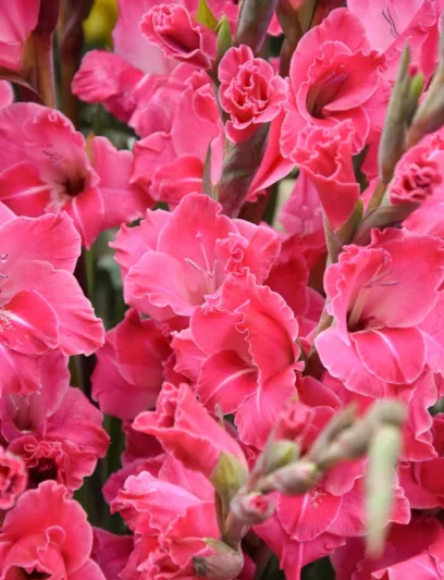 Sword Lily Aftershock, Gladiola Aftershock, Gladioli Aftershock, glaieul Aftershock, Red Glad, Red Sword Lily, Bicolor Glad, Bicolor Sword Lily, Pink Glad, Pink Sword Lily