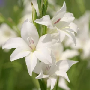 Sword lily 'Albus' , White sword lily, Hardy gladiolus 'Albus', Gladiolus x colvillei 'Albus' , Gladiolus nanus 'Albus'