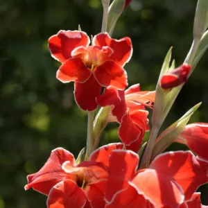 Sword Lily 'Atom', Hardy Gladiolus 'Atom', dwarf glad Atom, glaieul Atom, Miniature Gladiolus 'Atom', Gladiolus primulinus 'Atom'