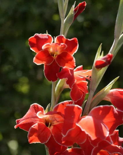Sword Lily 'Atom', Hardy Gladiolus 'Atom', dwarf glad Atom, glaieul Atom, Miniature Gladiolus 'Atom', Gladiolus primulinus 'Atom'