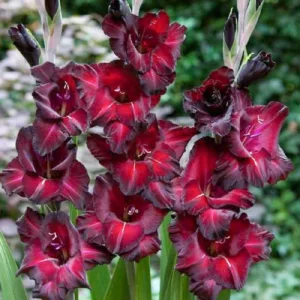 Sword Lily Black Star, Gladiola Black Star, Gladioli Black Star, glaieul Black Star, Black Glad, Black Sword Lily, Bicolor Glad, Bicolor Sword Lily,