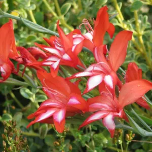 Gladiolus cardinalis, Waterfall Gladiolus, Cardinal Red Sword Lily, Corn-Flag, New Year Lily, Superb Gladiolus, Hardy Gladiolus,  Red Gladiolus, Red Sword Lily