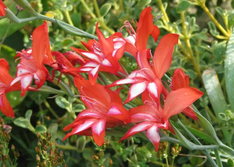 Gladiolus cardinalis, Waterfall Gladiolus, Cardinal Red Sword Lily, Corn-Flag, New Year Lily, Superb Gladiolus, Hardy Gladiolus,  Red Gladiolus, Red Sword Lily