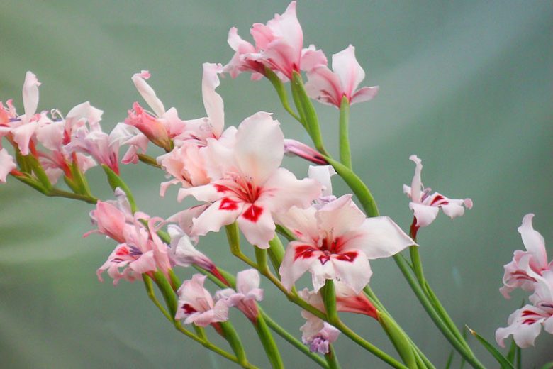 Gladiolus carneus, Painted Lady, Painted Lady Gladiolus, Winter blooming Gladiolus,  Gladiolus, Sword Lily