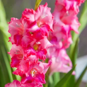 Sword Lily 'Charm', Hardy Gladiolus 'Charm', dwarf glad, glaieul Charm, Miniature Gladiolus 'Charm', Gladiolus tubergenii 'Charm'