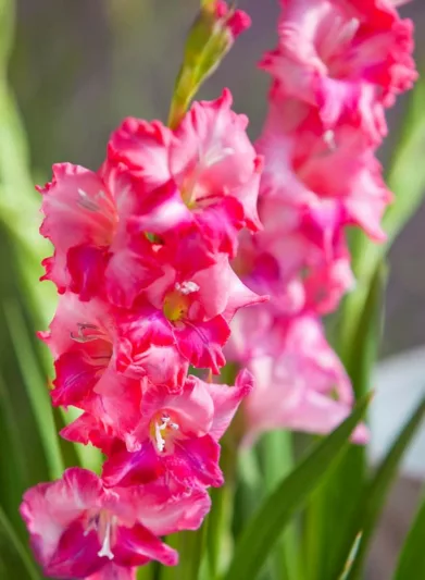 Sword Lily 'Charm', Hardy Gladiolus 'Charm', dwarf glad, glaieul Charm, Miniature Gladiolus 'Charm', Gladiolus tubergenii 'Charm'