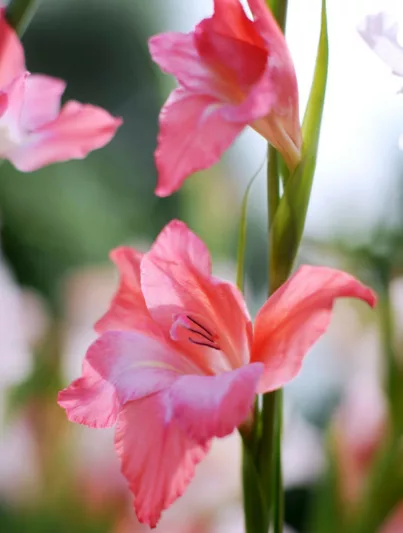 Sword Lily 'Charming Beauty', Gladiola 'Charming Beauty', Gladiolus nanus Charming Beauty, dwarf gladiolus Charming Beauty, dwarf glad, glaieul Charming Beauty