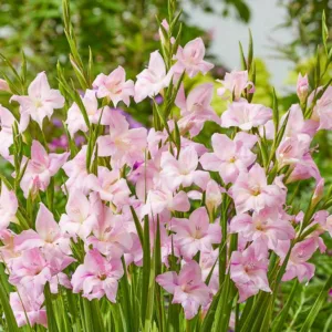 Sword Lily Charming Lady, Gladiola Charming Lady, Gladioli Charming Lady, glaieul Charming Lady, Pink Glad, Pink Sword Lily, Bicolor Glad, Bicolor Sword Lily, Lilac Glad, Lilac Sword Lily