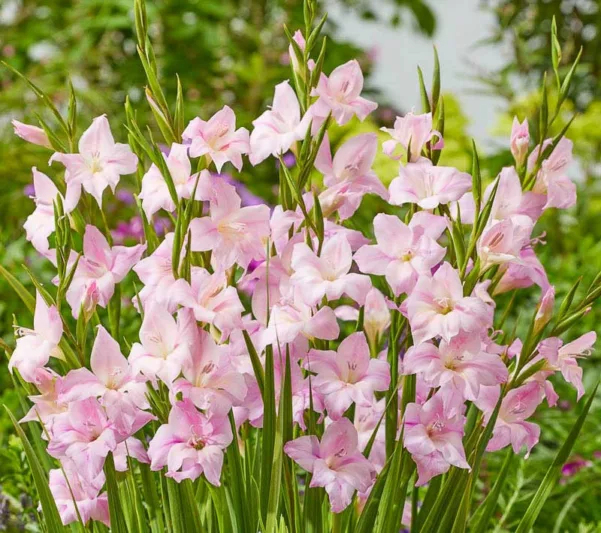Sword Lily Charming Lady, Gladiola Charming Lady, Gladioli Charming Lady, glaieul Charming Lady, Pink Glad, Pink Sword Lily, Bicolor Glad, Bicolor Sword Lily, Lilac Glad, Lilac Sword Lily