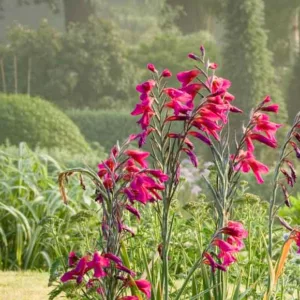 Gladiolus Byzantinus, Gladiolus Nanus 'Byzantinus', Byzantine GladiolUS, Purple gladiolus, purple sword-lily