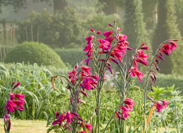 Gladiolus Byzantinus, Gladiolus Nanus 'Byzantinus', Byzantine GladiolUS, Purple gladiolus, purple sword-lily