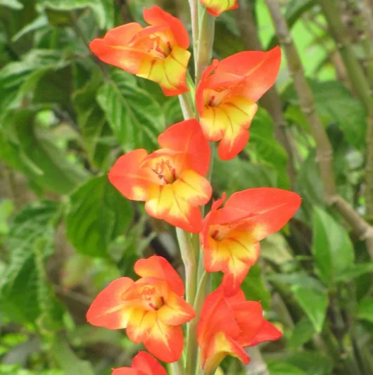 Gladiolus papilio, Butterfly Sword Lily, Butterfly Gladiolus, Goldblotch Gladiolus,  Summer Gladiolus, Summer Sword Lily, Fall Gladiolus, Fall Sword Lily