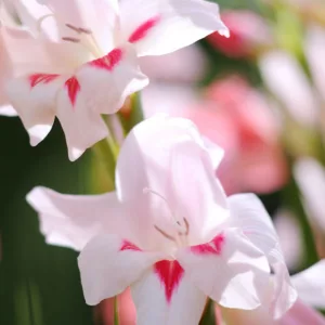 Sword Lily 'Elvira', Gladioli 'Elvira', Gladiolus nanus Elvira, dwarf gladiolus Elvira, dwarf glad, glaieul Elvira