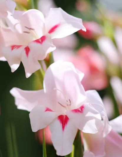 Sword Lily 'Elvira', Gladioli 'Elvira', Gladiolus nanus Elvira, dwarf gladiolus Elvira, dwarf glad, glaieul Elvira