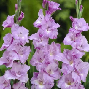 Sword Lily Her Majesty, Gladiola Her Majesty, Gladioli Her Majesty, glaieul Her Majesty, Lavender Glad, Lavender Sword Lily, Bicolor Glad, Bicolor Sword Lily, Purple Glad, Purple Sword Lily