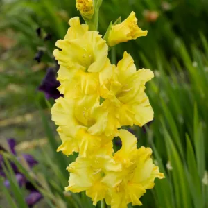 Sword Lily 'Lemon Drop', Gladiolus 'Lemon Drop', Gladiola 'Lemon Drop', Gladiolus x Hortulanus 'Lemon Drop', yellow Sword Lilies,Gladioli 'Lemon Drop'