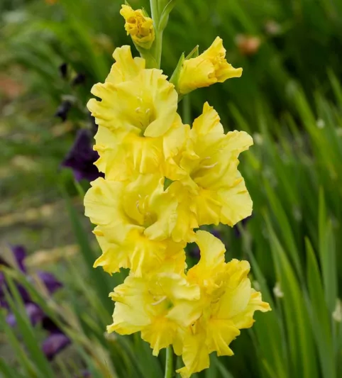 Sword Lily 'Lemon Drop', Gladiolus 'Lemon Drop', Gladiola 'Lemon Drop', Gladiolus x Hortulanus 'Lemon Drop', yellow Sword Lilies,Gladioli 'Lemon Drop'