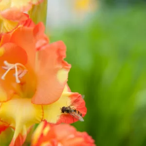 Sword Lily 'Little Darling', Hardy Gladiolus 'Little Darling', dwarf glad Little Darling, glaieul Little Darling, Miniature Gladiolus 'Little Darling', Gladiolus primulinus 'Little Darling'