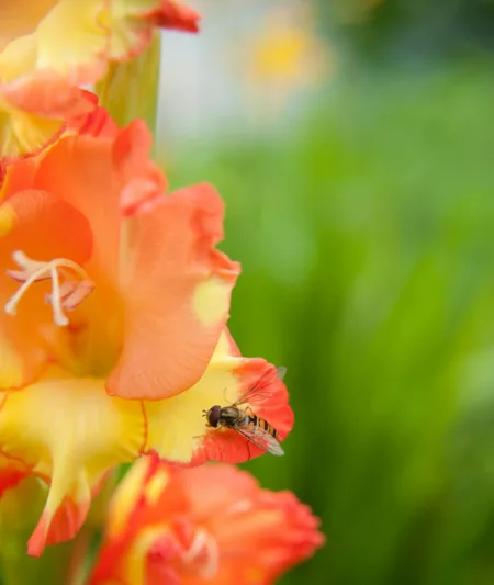 Sword Lily 'Little Darling', Hardy Gladiolus 'Little Darling', dwarf glad Little Darling, glaieul Little Darling, Miniature Gladiolus 'Little Darling', Gladiolus primulinus 'Little Darling'