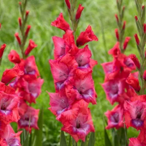 Sword Lily 'Lumiere, Gladiola 'Lumiere', Gladioli Lumiere, glaieul Lumiere, Pink Glad, Pink Sword Lily, Bicolor Glad, Bicolor Sword Lily,