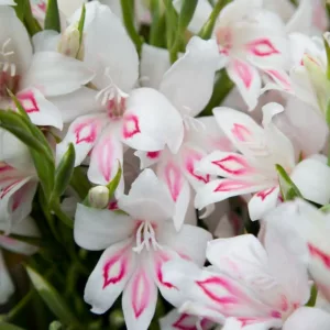 Sword Lily 'Nymph', Gladioli 'Nymph', Gladiolus nanus Nymph, dwarf gladiolus Nymph, dwarf glad, glaieul Nymph, miniature gladiolus Nymph