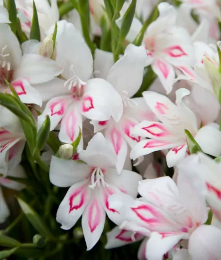 Sword Lily 'Nymph', Gladioli 'Nymph', Gladiolus nanus Nymph, dwarf gladiolus Nymph, dwarf glad, glaieul Nymph, miniature gladiolus Nymph