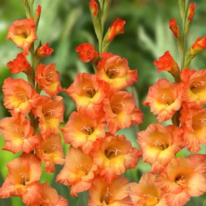 Sword Lily Prince of Orange, Gladiola Prince of Orange, Gladioli Prince of Orange, glaieul Prince of Orange, Orange Glad, Orange Sword Lily, Bicolor Glad, Bicolor Sword Lily,