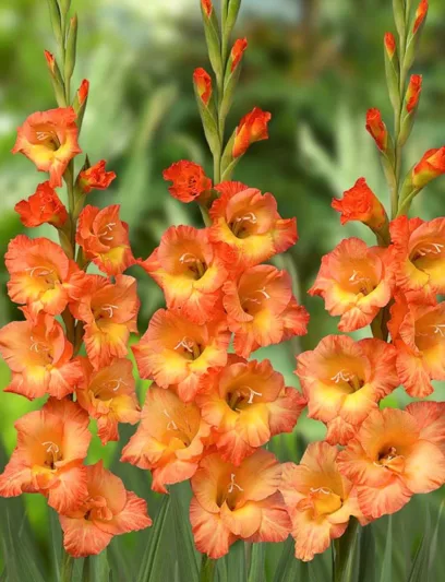 Sword Lily Prince of Orange, Gladiola Prince of Orange, Gladioli Prince of Orange, glaieul Prince of Orange, Orange Glad, Orange Sword Lily, Bicolor Glad, Bicolor Sword Lily,