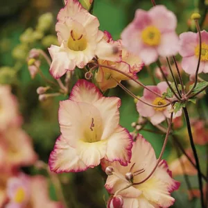 Sword Lily 'Priscilla', Gladiola 'Priscilla', Gladiolus x Hortulanus 'Priscilla'