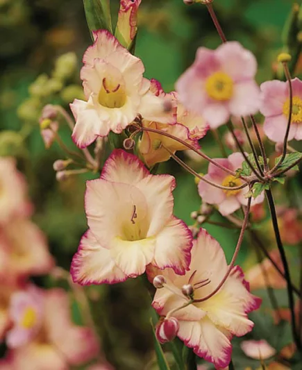 Sword Lily 'Priscilla', Gladiola 'Priscilla', Gladiolus x Hortulanus 'Priscilla'
