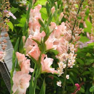 Sword Lily 'Rose Supreme', Gladiolus 'Rose Supreme', Gladiola 'Rose Supreme', Gladiolus x Hortulanus 'Rose Supreme', Pink Sword Lilies,Gladioli 'Rose Supreme'